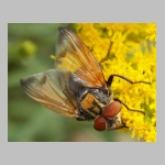 Phasia aurigera - Raupenfliege m04.jpg